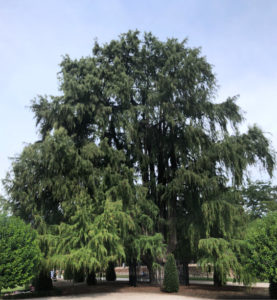 Ahuehuete o ciprés calvo | Paisaje de la Luz