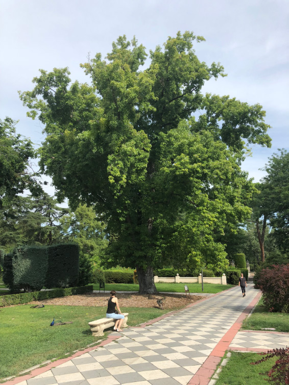Silver maple photograph