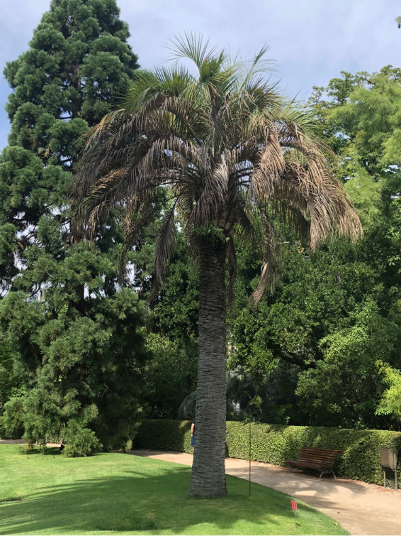 Jelly palm photograph