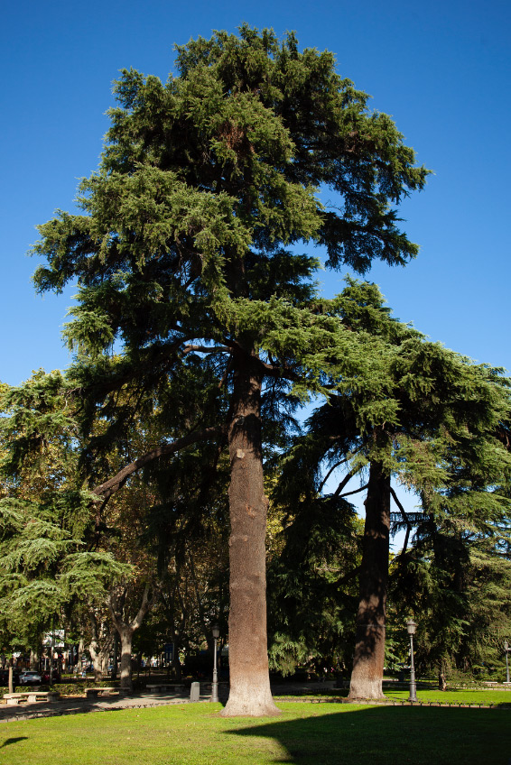 Cedro del Líbano Paisaje de la Luz