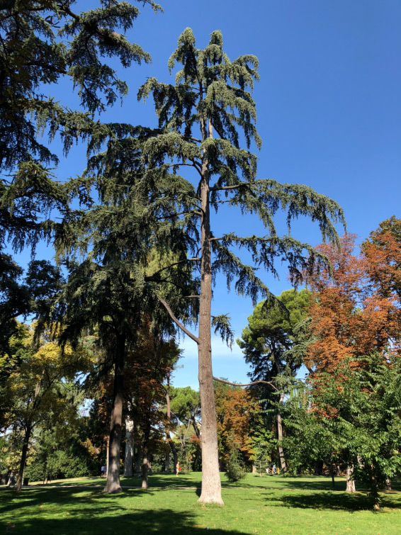 Cedar photograph