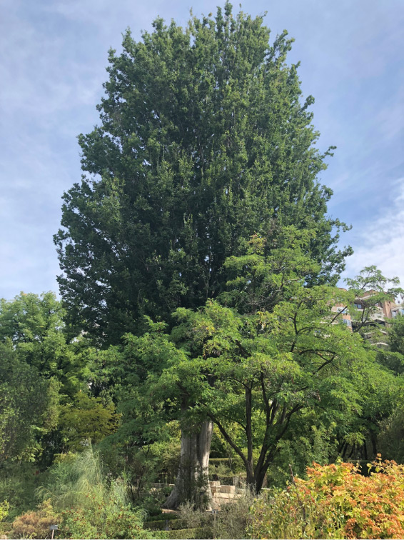 Caucasian elm photograph