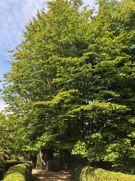 Fotografía de Parrotia