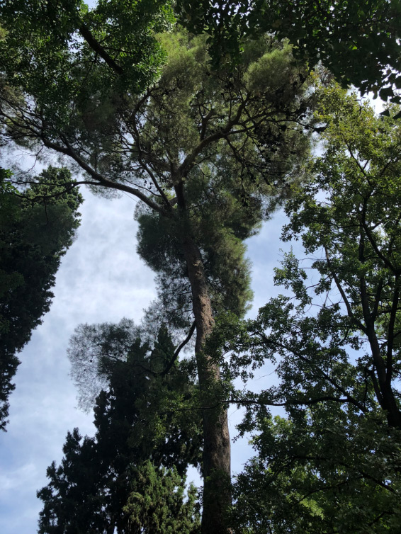 Fotografía de Pino carrasco
